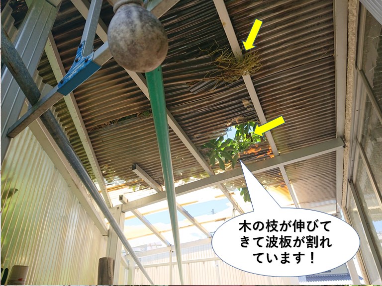 岸和田市の木の枝が伸びてきて波板が割れています