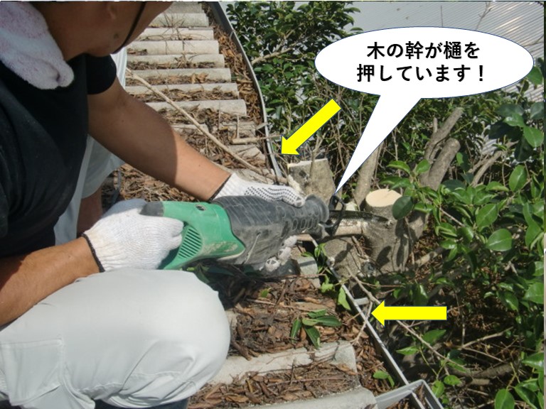 岸和田市の木の幹が雨樋を押しています