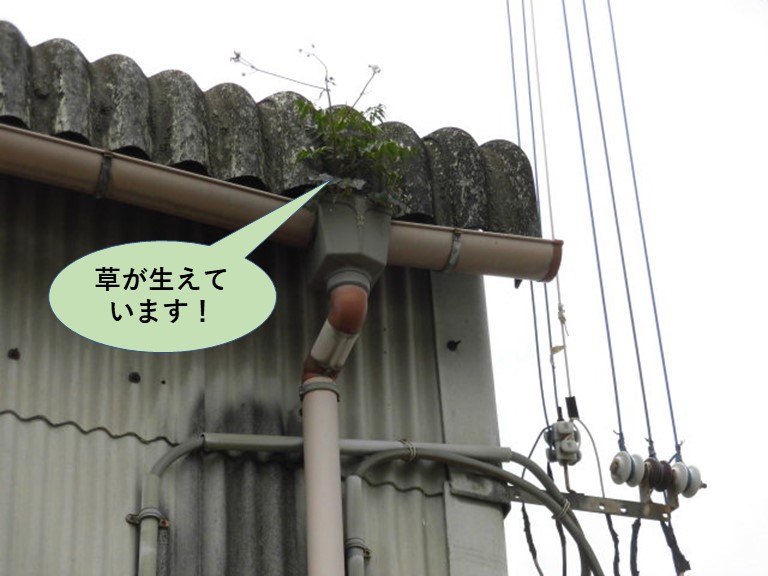 和泉市の工場の雨樋の中に草が生えています
