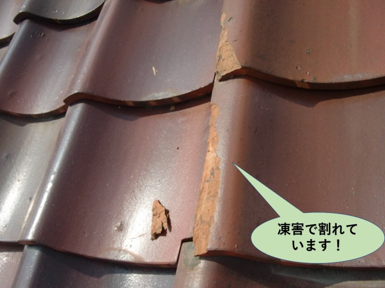 泉大津市の瓦が凍害で割れています