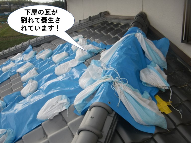 岸和田市の下屋の瓦が割れて養生されています