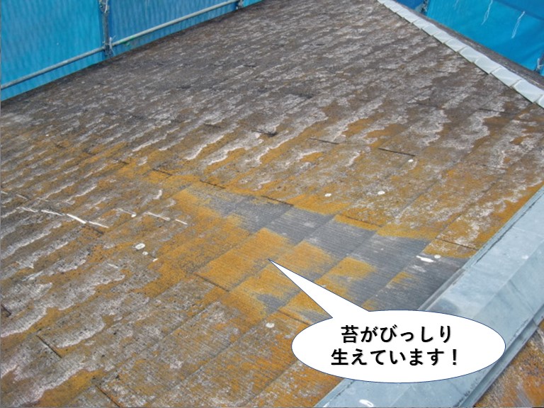 泉大津市の屋根に苔がびっしりと生えています