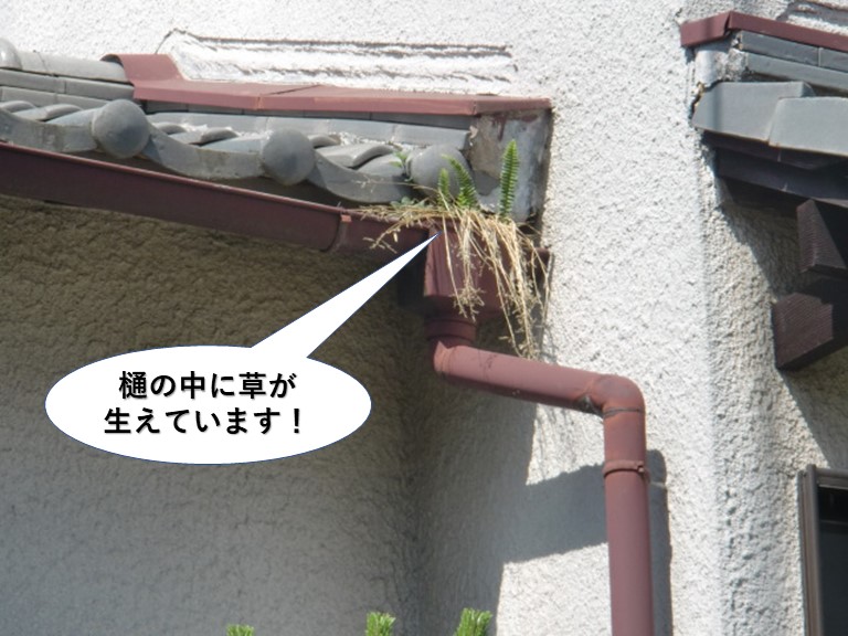 泉大津市の樋の中に草が生えています