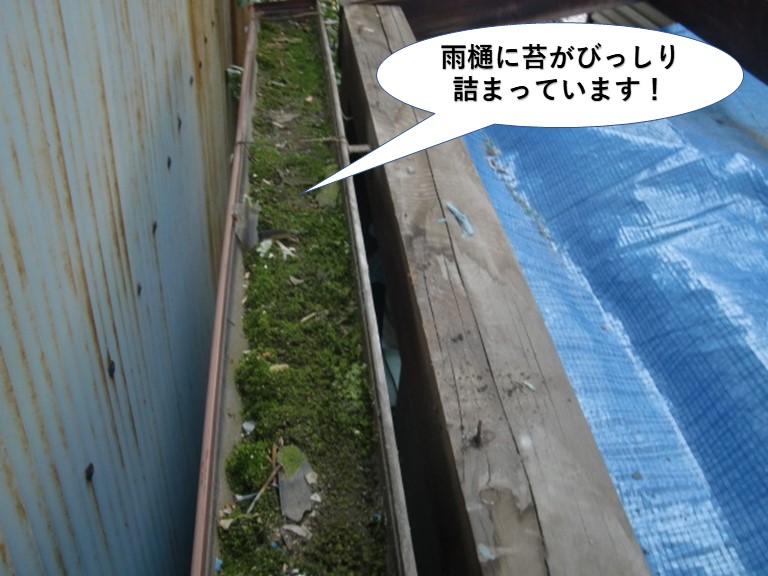 貝塚市のテラスの雨樋に苔がびっしり詰まっています