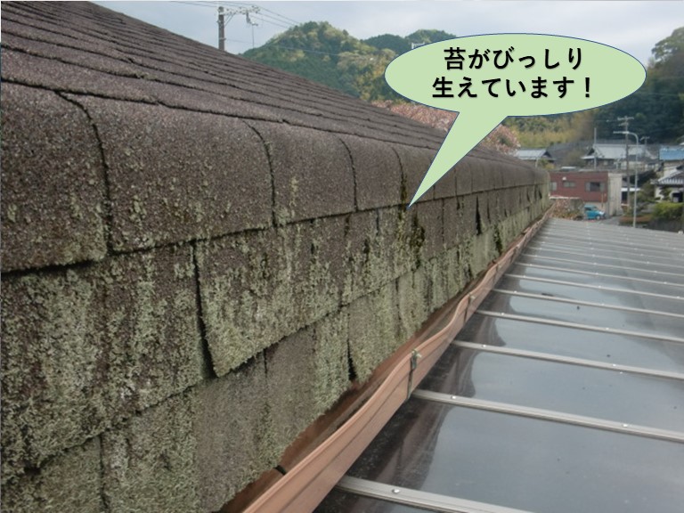 岸和田市のアスファルトシングルに苔がびっしり生えています