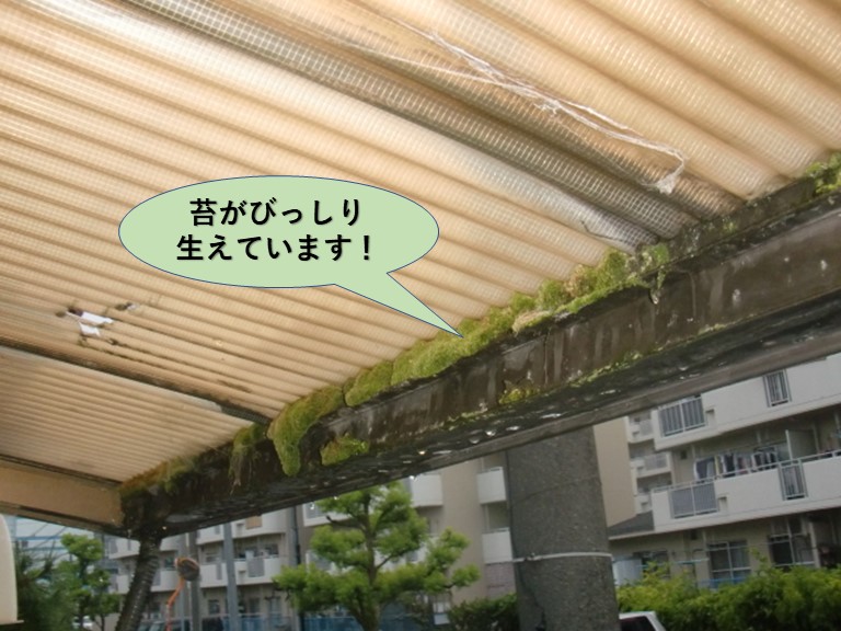 岸和田市のカーポートの屋根苔がびっしり生えています
