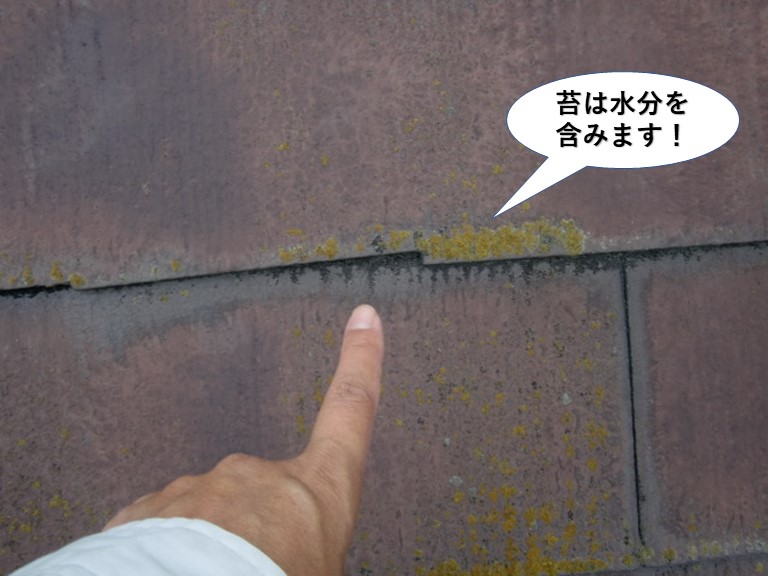 貝塚市の屋根現調で苔は水分を含みます