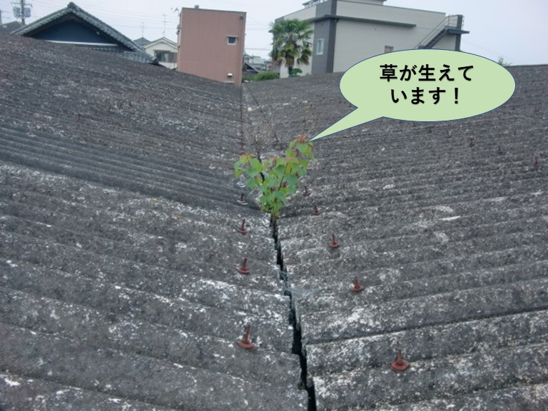 岸和田市の貸しガレージの中樋に草が生えています