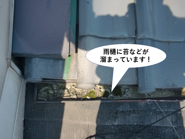 忠岡町の雨樋に苔などが溜まっています