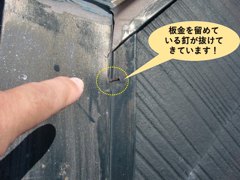 高石市の屋根の板金を留めている釘が抜けてきています