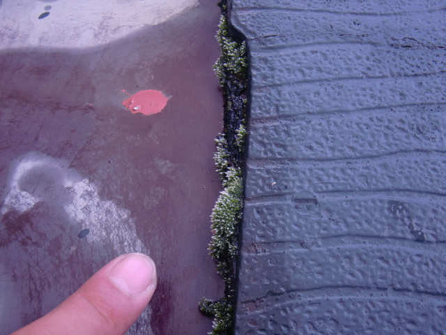 和泉市青葉台の屋根に生えた苔