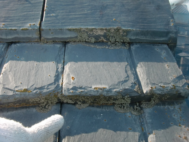 和歌山市善明寺の瓦に苔発生