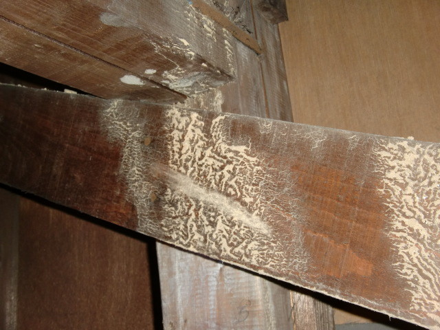 泉北郡忠岡町で屋根裏に雨漏りの形跡あり