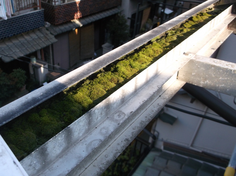 高石市千代田の二階ベランダテラスのフレームに付いた苔
