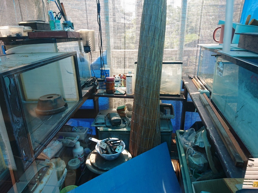 泉佐野市の温室内部