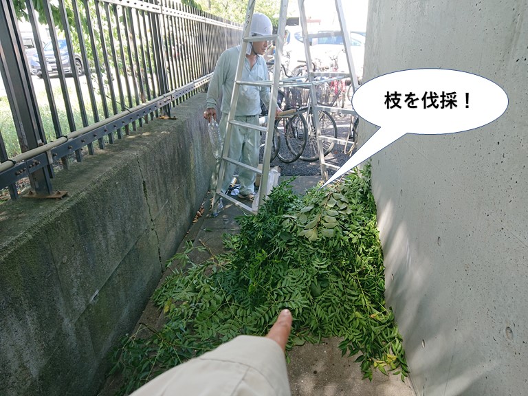 泉大津市の木の枝を伐採