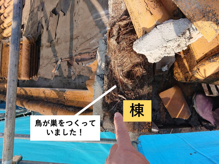 和泉市の棟に鳥が巣をつくっていました！