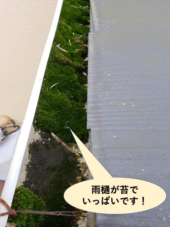 貝塚市の雨樋が苔でいっぱいです