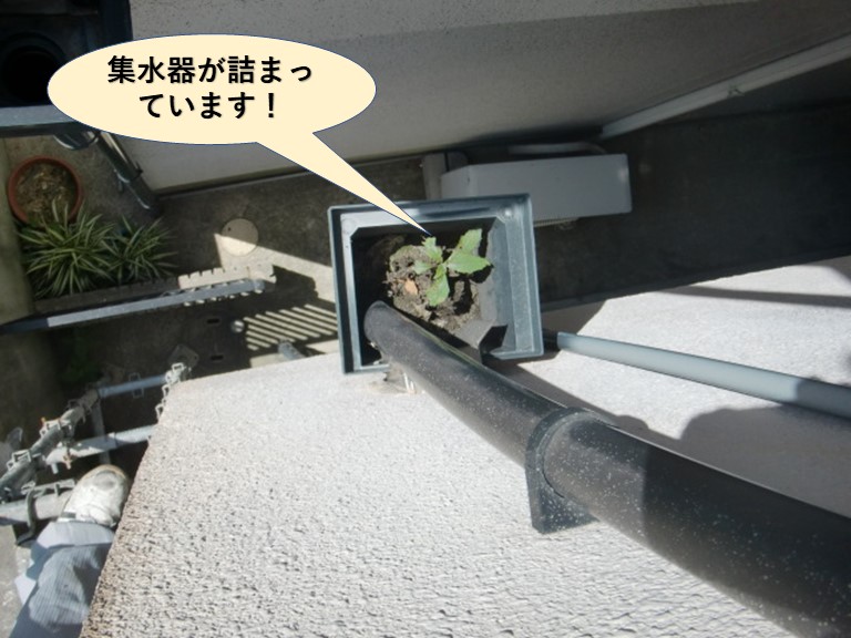 熊取町の集水器が詰まっています