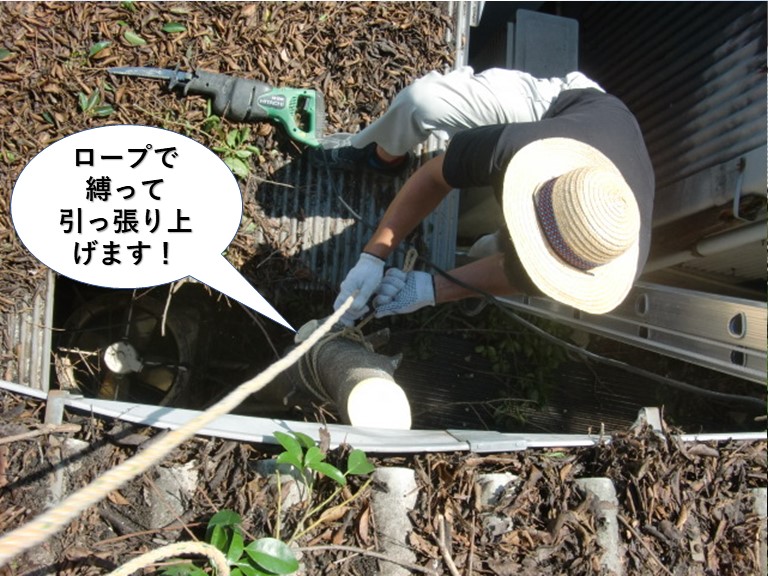 岸和田市の木の幹をロープで縛って引っ張り上げます