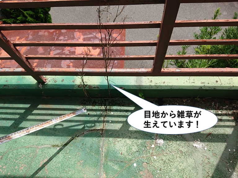 泉大津市のベランダの目地から雑草が生えています