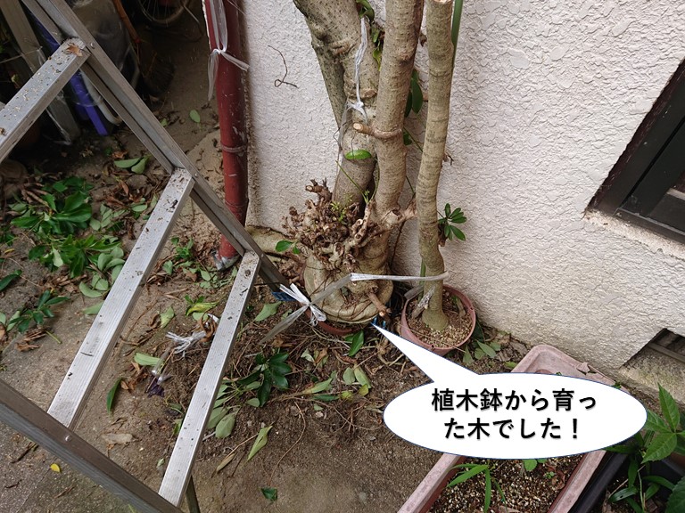 岸和田市の植木鉢から育った木