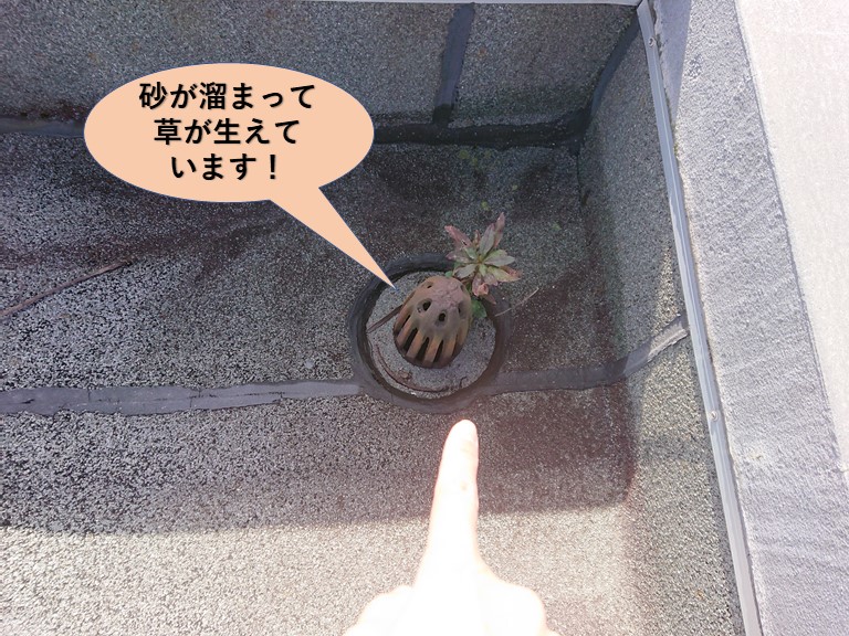 泉佐野市のドレン周りに砂が溜まって草が生えています