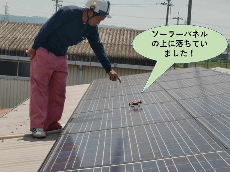 泉佐野市でソーラーパネルの上に落ちています！