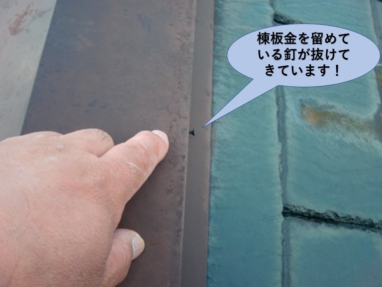 阪南市の棟板金を留めている釘が抜けてきています