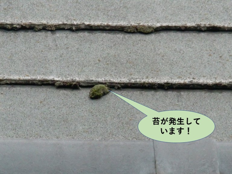 和泉市の苔が発生しています