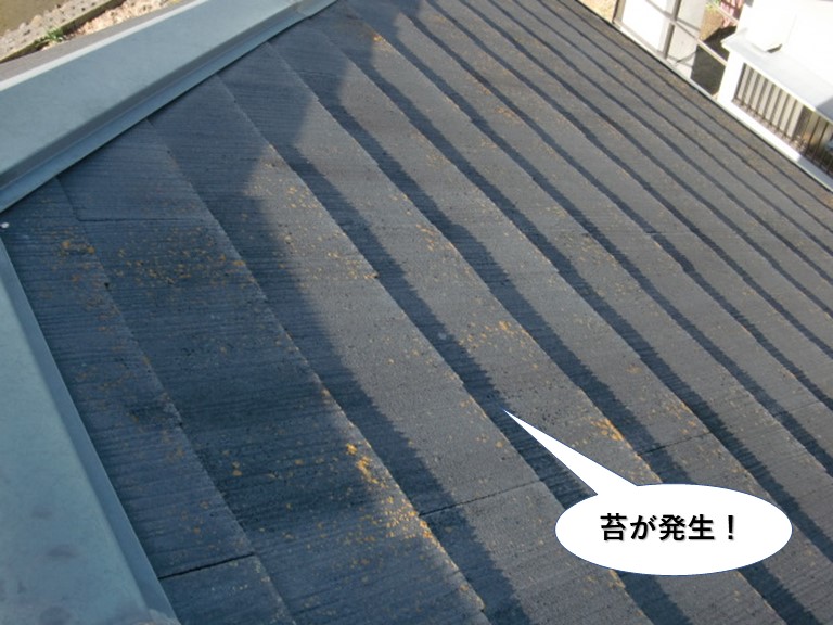 泉大津市の屋根に苔が発生