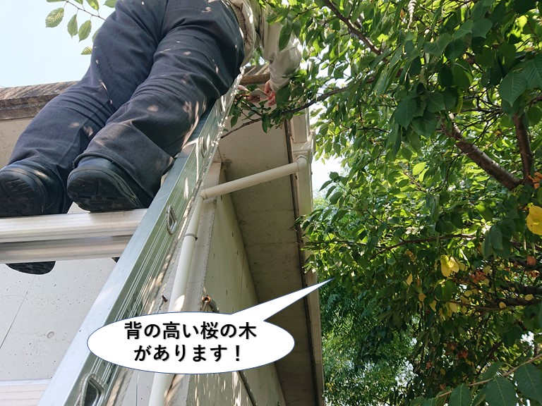 泉大津市の樋の上に背の高い桜の木があります