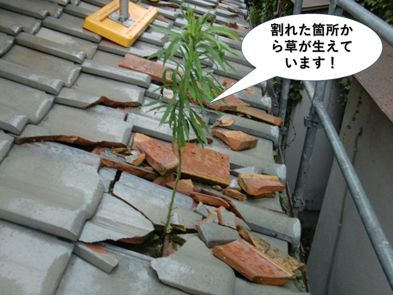 泉佐野市の割れた箇所から草が生えています