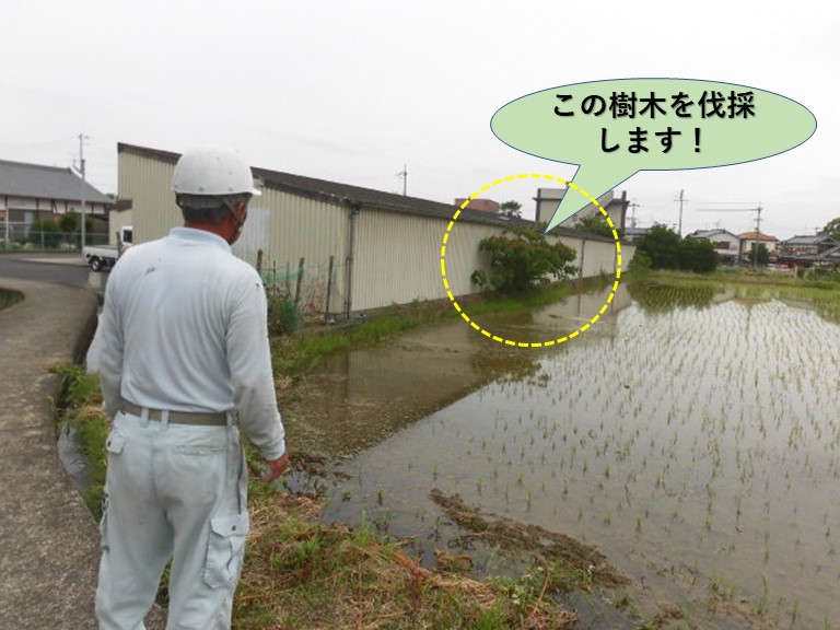 岸和田市の貸しガレージの樹木を伐採
