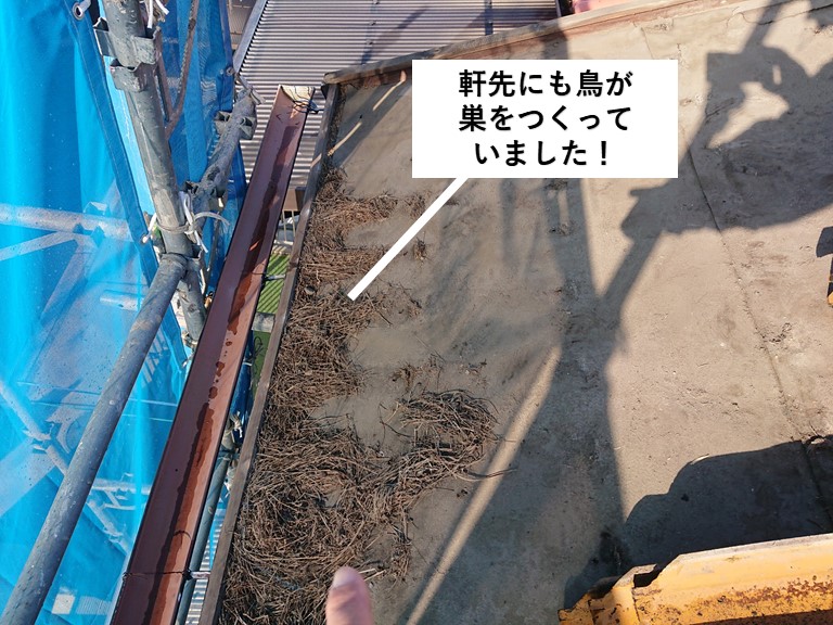 和泉市の屋根の軒先にも鳥が巣をつくっていました！