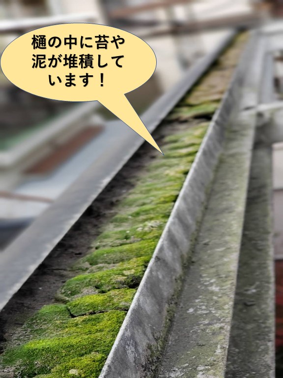 泉大津市のテラスの樋の中に苔などが堆積