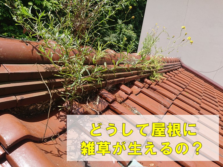 どうして屋根に雑草が生えるの？