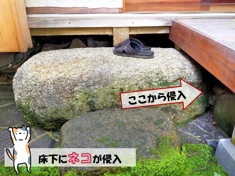 和泉市 床下にネコが侵入