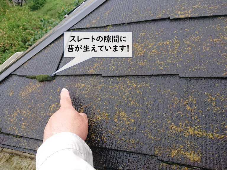 和泉市のスレートの隙間にも苔が生えています