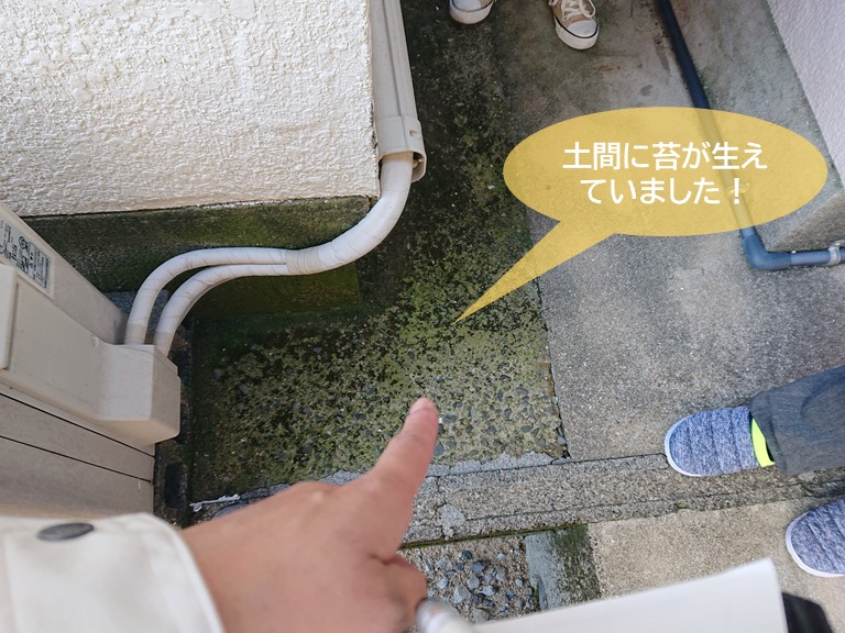 和泉市の土間に苔が生えていました！
