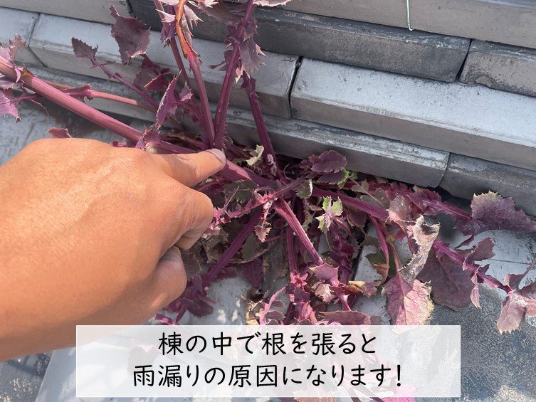 和泉市の屋根に生えた雑草の根