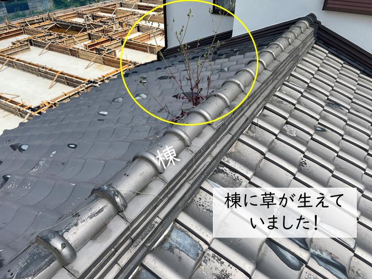 和泉市の屋根に雑草が生えてました