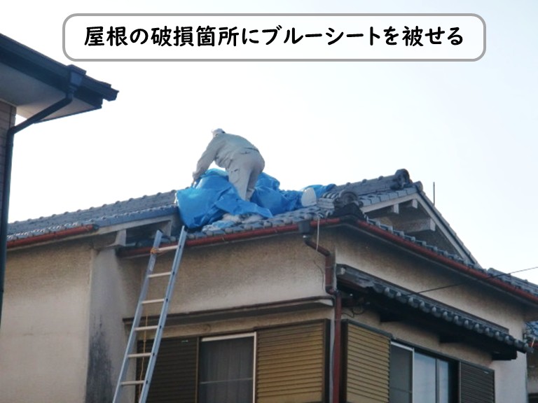 和泉市屋根にブルーシートを被せる