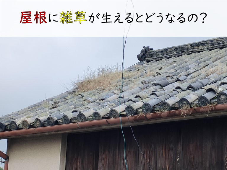 屋根に雑草が生えるとどうなるの？