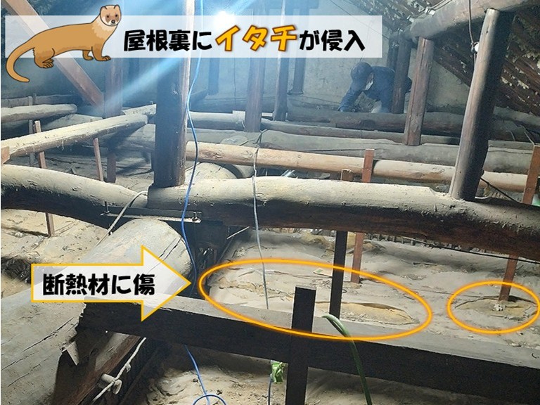 屋根裏にイタチが侵入・断熱材に傷