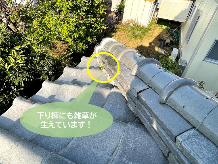 岸和田市の下り棟にも雑草が生えています