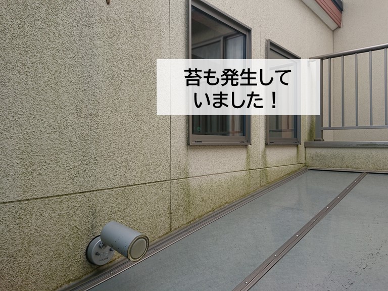 岸和田市の外壁に苔が発生