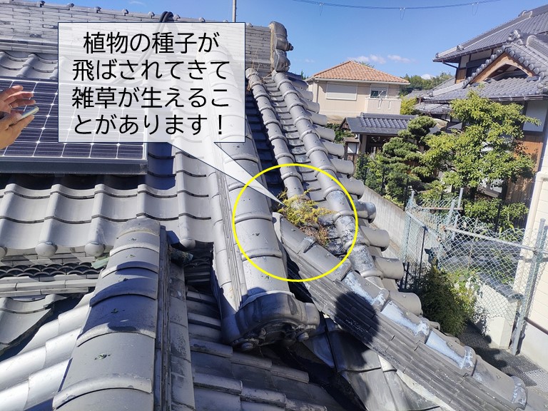 岸和田市の屋根に生えた雑草