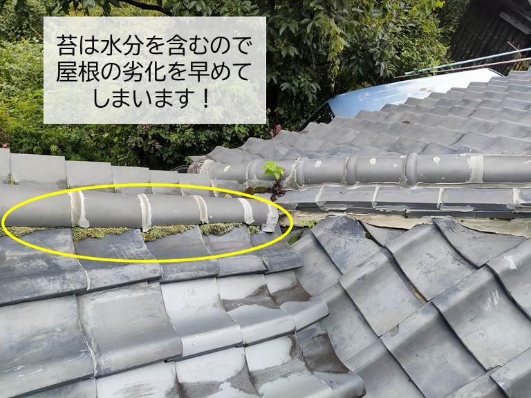 岸和田市の屋根に苔が生えています