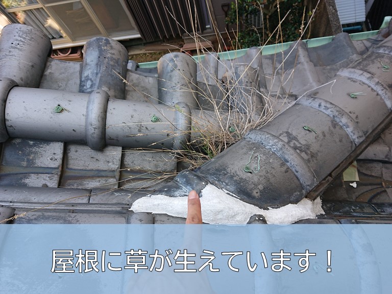 岸和田市の屋根に草が生えています